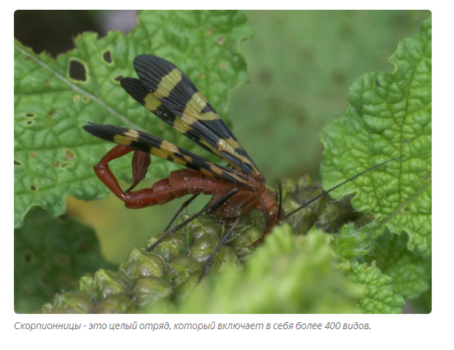 Scorpio: Flying scorpion? Stop the planet, I will step off! - scorpion girl, Insects, Animals, Yandex Zen, Longpost