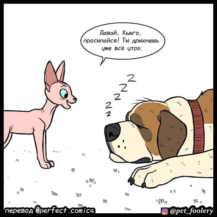 Hugo good night - Pet foolery, Lola and Mr. Wrinkle, Comics, Longpost