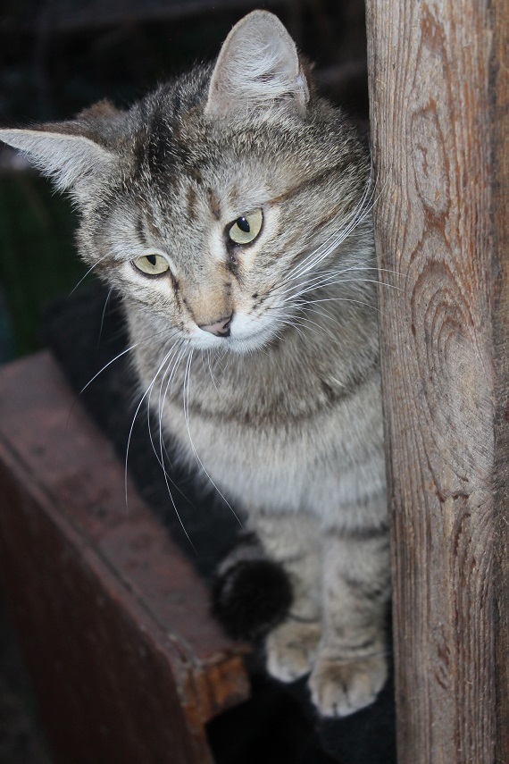 Life at the Kotoland home shelter 233 - My, cat, Shelter, Lipetsk, Shelter Cotoland, Kindness, Help, In good hands, Longpost