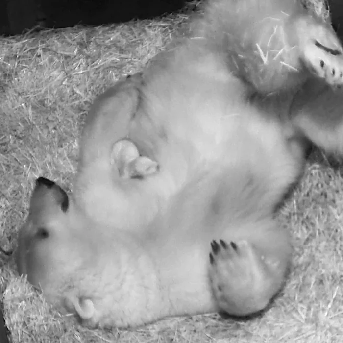 Ursa Major and her little Umka - The Bears, Polar bear, Young, Zoo, Vein