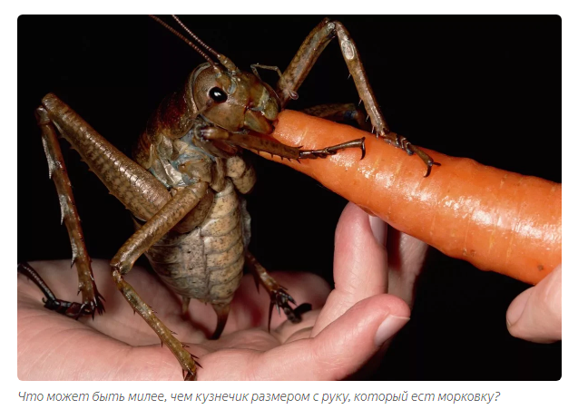 Giant Weta: Rat-sized grasshoppers can fend for themselves - Insects, Grasshopper, Animals, Yandex Zen, Longpost, New Zealand