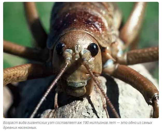 Giant Weta: Rat-sized grasshoppers can fend for themselves - Insects, Grasshopper, Animals, Yandex Zen, Longpost, New Zealand