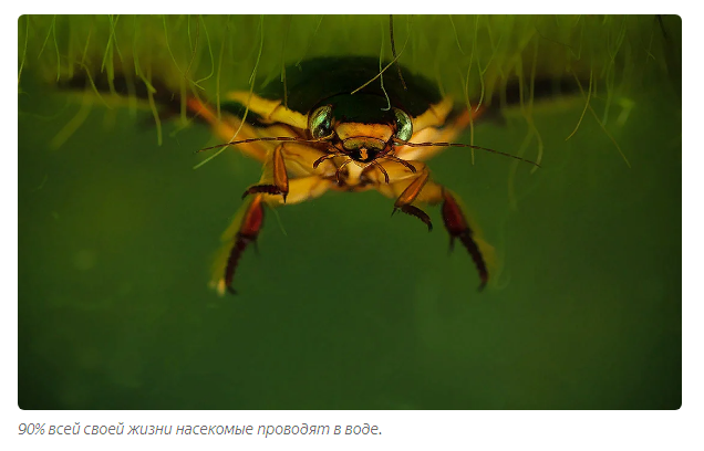 Swimming beetle: The most terrible inhabitant of Russian lakes - Beetle Floater, Animals, Yandex Zen, Longpost