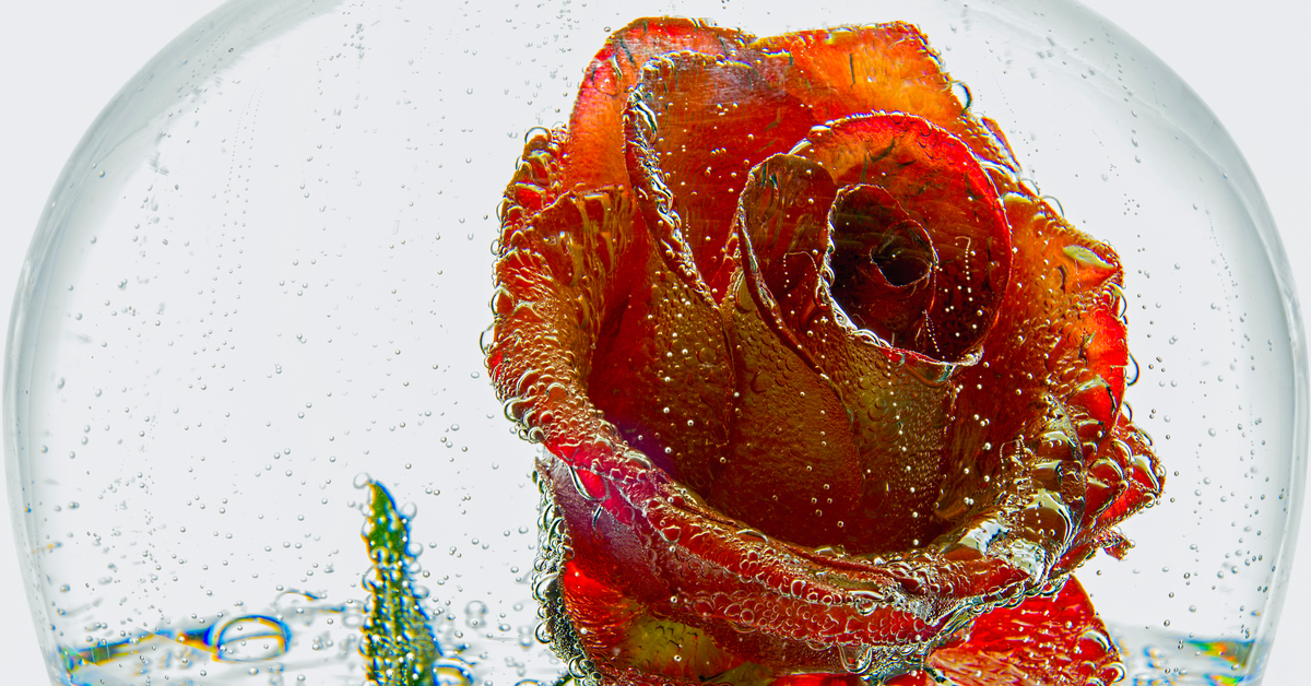 Как менять воду в розах вазе. Розы в воде. Бокал в форме розы.