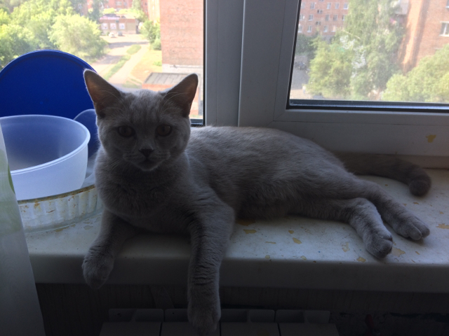 It's not the place that colors the cat, but the cat that makes the place - My, Window, The photo, British Shorthair, cat