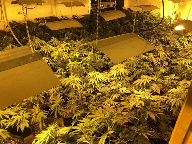 The police covered another cannabis plantation. - My, Marijuana, Spain, Grass, Police, Drugs, Europe, European Union, Video