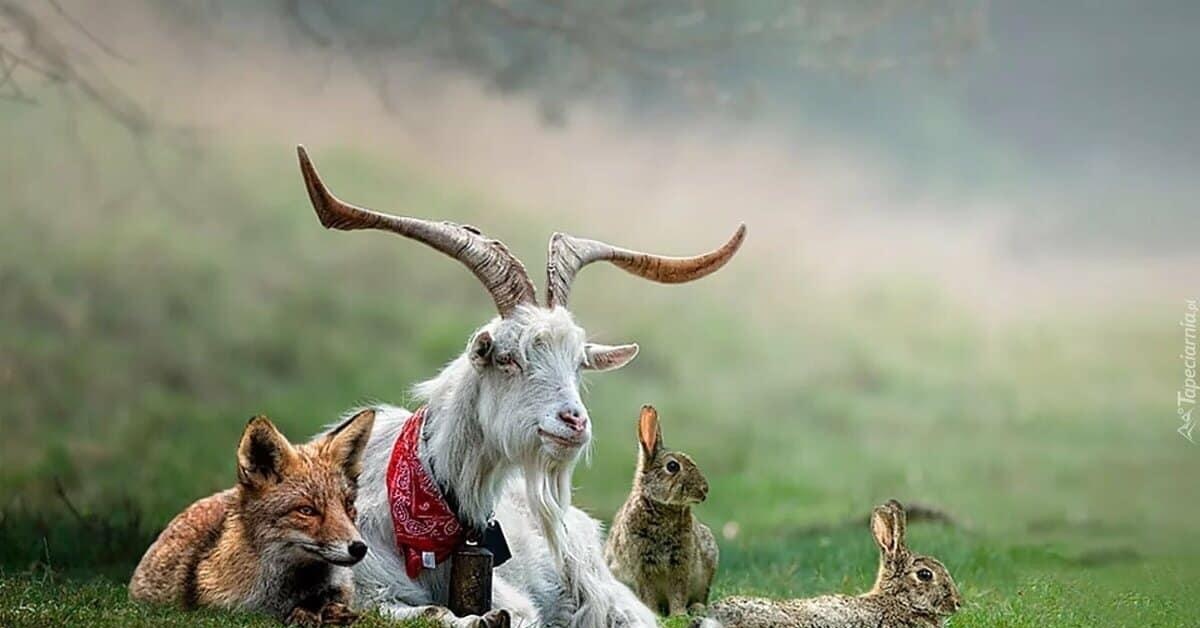 Олень козел. Лиса и коза. Коза и козел. Заяц и козел. Фотосессия с козой.