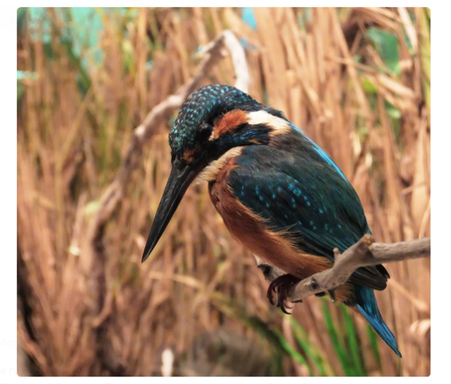 Kingfisher: Tough Russian Hummingbird Fishes Like God - Kingfisher, Birds, Animals, Yandex Zen, Longpost