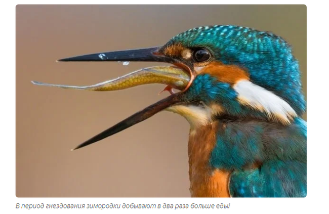 Kingfisher: Tough Russian Hummingbird Fishes Like God - Kingfisher, Birds, Animals, Yandex Zen, Longpost