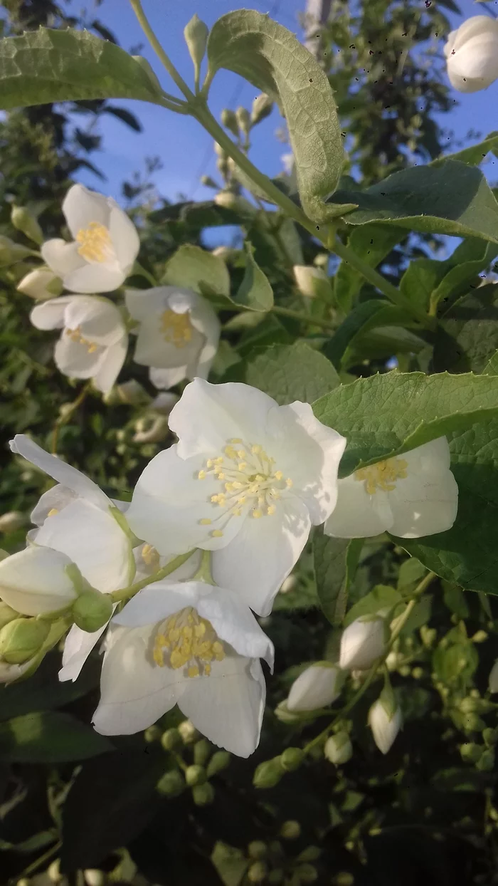 Jasmine - My, Jasmine, Flowers, beauty, Longpost