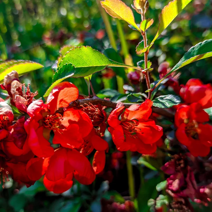 And my quince is still blooming - My, Quince, Dacha, The photo, Bloom