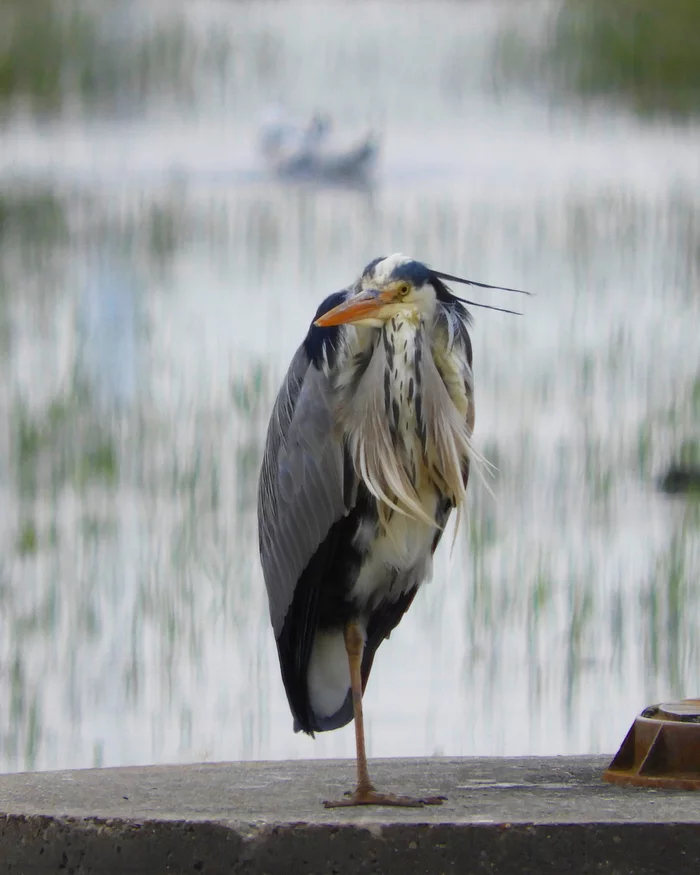 gray heron - My, Heron, Gray heron