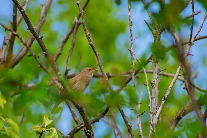 Nightingale the Robber - My, Ornithology, Biology, Birds, Animals, Nightingale, The photo