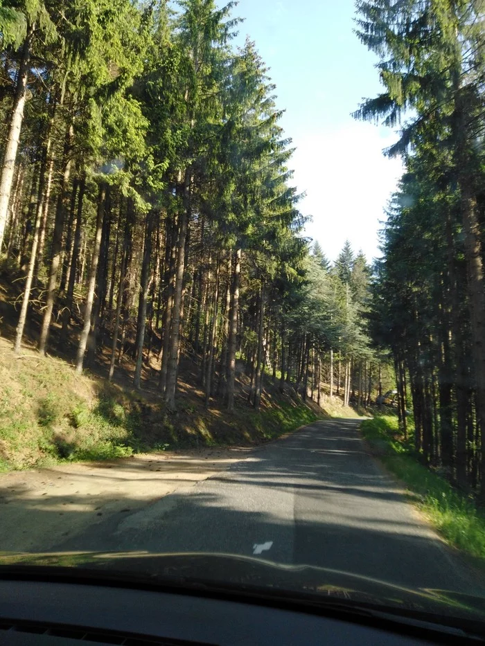 A beautiful road and a truck that could... - Blog, France, Shipping, Relocation, Nature, Road, Christmas trees, A life, Video, Longpost