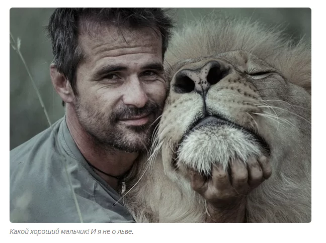 Kevin Richardson: The Rough Guy Who Became the Lion Lord - a lion, Kevin Richardson, Zoology, Animals, Yandex Zen, Longpost, Wild animals, Big cats, South Africa