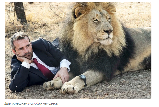 Kevin Richardson: The Rough Guy Who Became the Lion Lord - a lion, Kevin Richardson, Zoology, Animals, Yandex Zen, Longpost, Wild animals, Big cats, South Africa