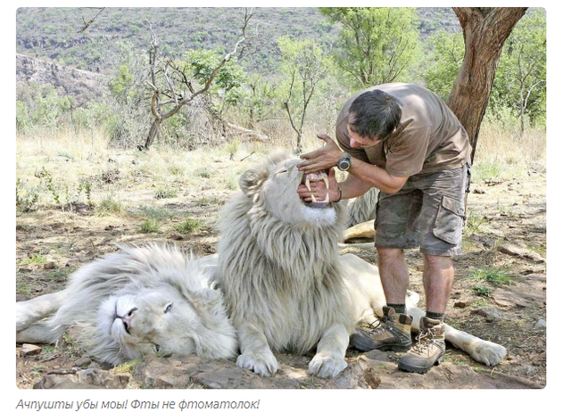 Kevin Richardson: The Rough Guy Who Became the Lion Lord - a lion, Kevin Richardson, Zoology, Animals, Yandex Zen, Longpost, Wild animals, Big cats, South Africa