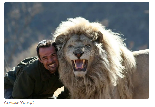 Kevin Richardson: The Rough Guy Who Became the Lion Lord - a lion, Kevin Richardson, Zoology, Animals, Yandex Zen, Longpost, Wild animals, Big cats, South Africa