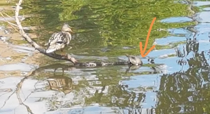 Pond slider. Khimki. Barashkinsky Pond - My, Turtle, Pond slider, Khimki