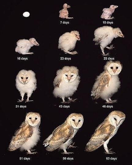 Barn owl growth process - Barn owl, Owl, Growth, Process