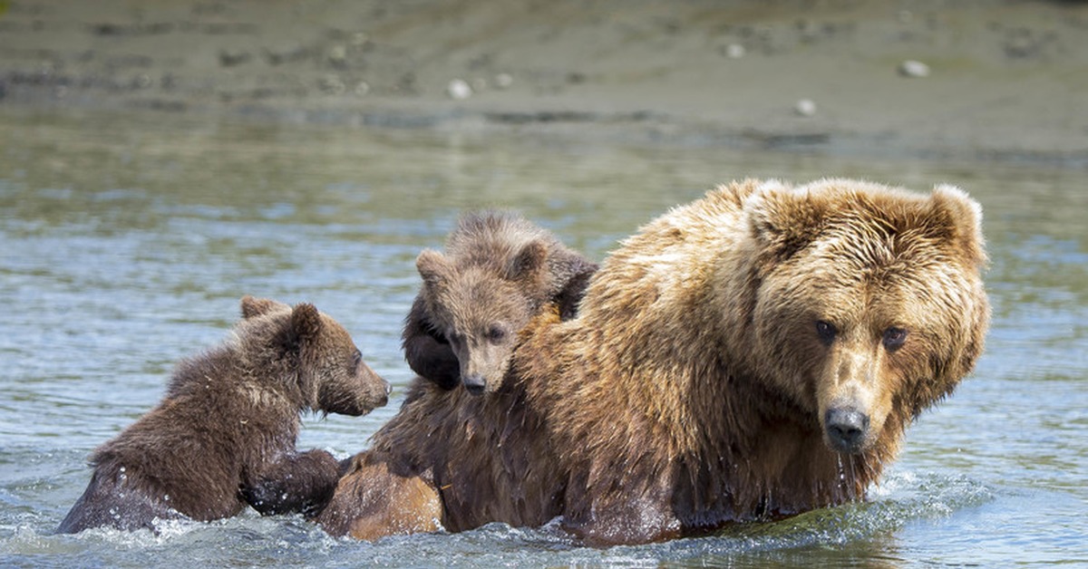Медведь купается. Купание медвежат Бианки. Аляскинский бурый медведь. Висимский заповедник бурый медведь. Гризли североамериканский бурый медведь.