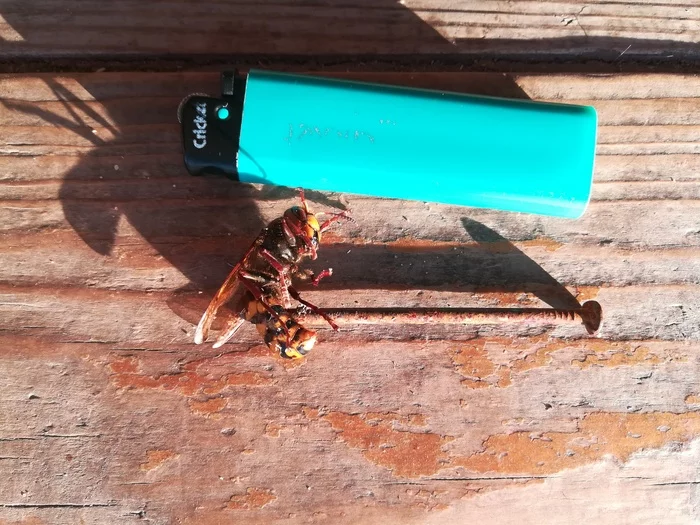 Is this a hornet or a queen wasp? - Wasp, Hornet