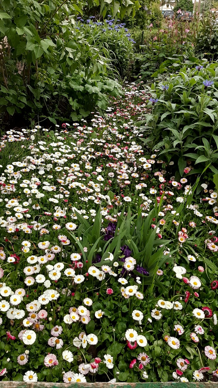 Маргаритковая река