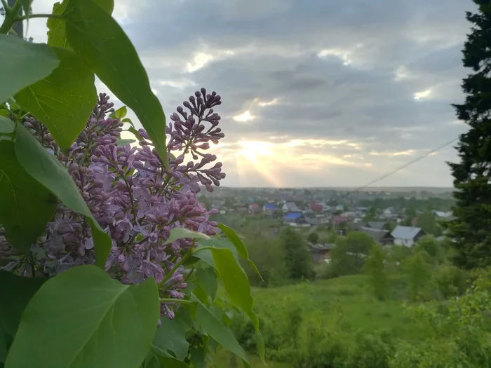 Цветы на закате) - Моё, Мобильная фотография, Цветы