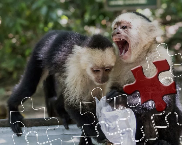 What is the difference between human behavior and monkey behavior? - The science, Economy, Experiment, Psychology, Decision-making, Longpost