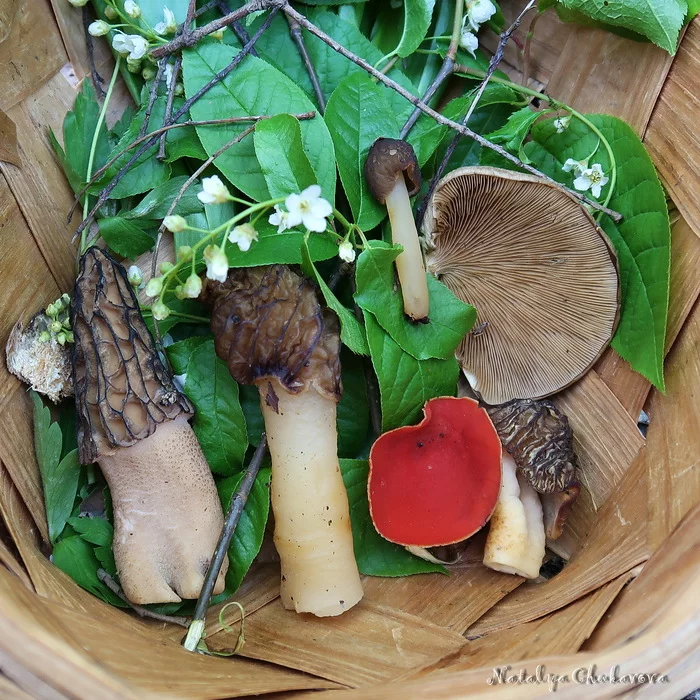 Spring mushrooms near St. Petersburg - My, Mushrooms, Mushroom pickers, Mushroom season, Morels, Morel hat, Oyster mushroom, Longpost