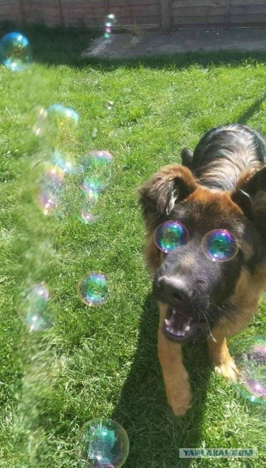 Ball? - Bubble, Dog, Pets, The photo, Stop a moment