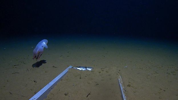 The world's deepest-sea octopus captured on camera - Octopus, Research, Deep sea, The science, Indian Ocean, Longpost