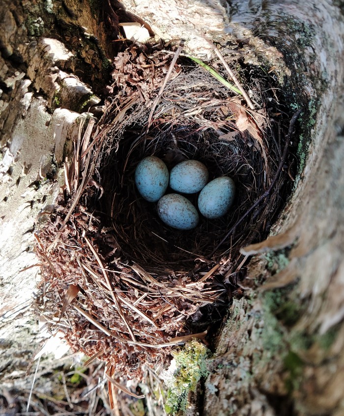 какая птица меньше колибри. Смотреть фото какая птица меньше колибри. Смотреть картинку какая птица меньше колибри. Картинка про какая птица меньше колибри. Фото какая птица меньше колибри какая птица меньше колибри. Смотреть фото какая птица меньше колибри. Смотреть картинку какая птица меньше колибри. Картинка про какая птица меньше колибри. Фото какая птица меньше колибри