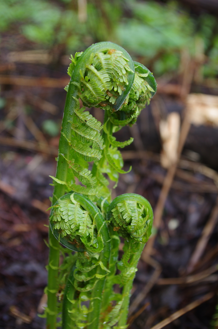 какая птица меньше колибри. Смотреть фото какая птица меньше колибри. Смотреть картинку какая птица меньше колибри. Картинка про какая птица меньше колибри. Фото какая птица меньше колибри какая птица меньше колибри. Смотреть фото какая птица меньше колибри. Смотреть картинку какая птица меньше колибри. Картинка про какая птица меньше колибри. Фото какая птица меньше колибри