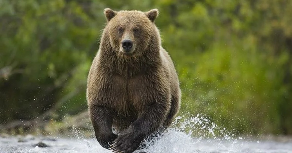 Какая скорость бега у медведя. Медведь бежит. Бурый медведь бежит. Красивый медведь. Бегущий ме.