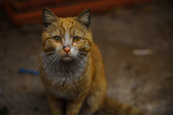 Усатый бандит