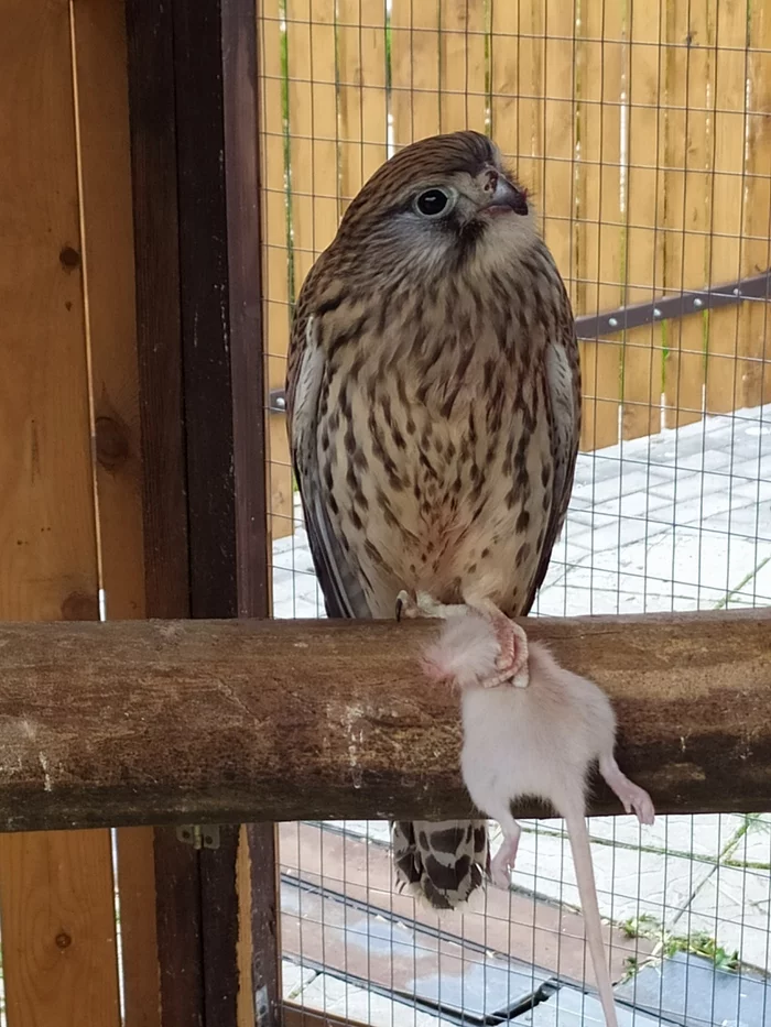 Common kestrel bloodthirsty :) - My, The photo, Zoo, Minsk Zoo, Kestrel, Birds, Predator birds