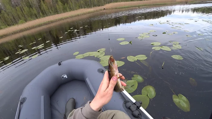 To a small river by boat - My, Pike, A boat, Fishing, River, Video, Longpost, A fish