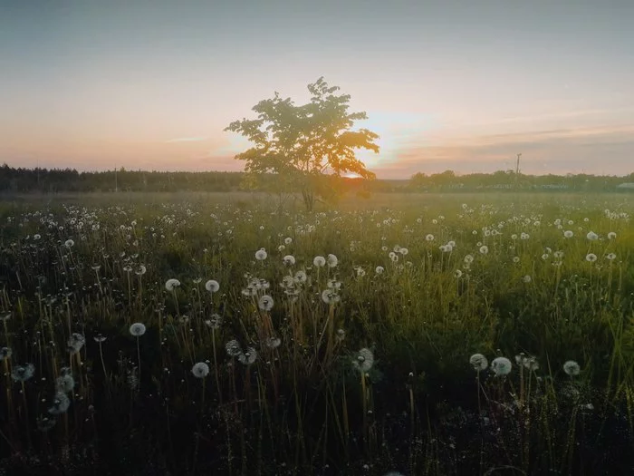 Letopolis - My, Innopolis, Dandelion, Sunset, Tatarstan