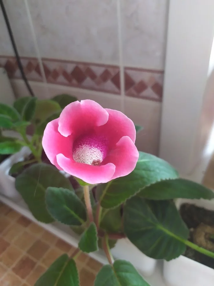 Gloxinia blooms - My, Houseplants, Gloxinia, Bloom