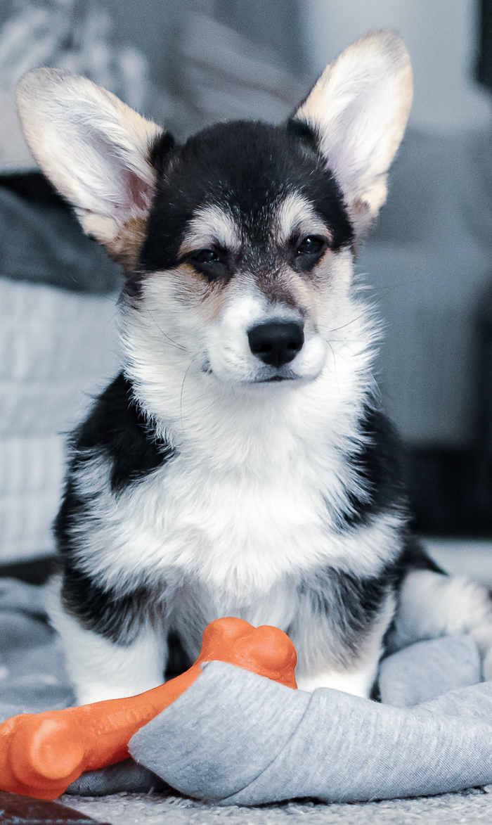 Подозревающий корги