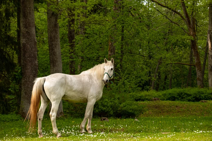 When I found a model for a photo shoot - My, Horses, Beginning photographer, Canon 4000d, Landscape, Animals