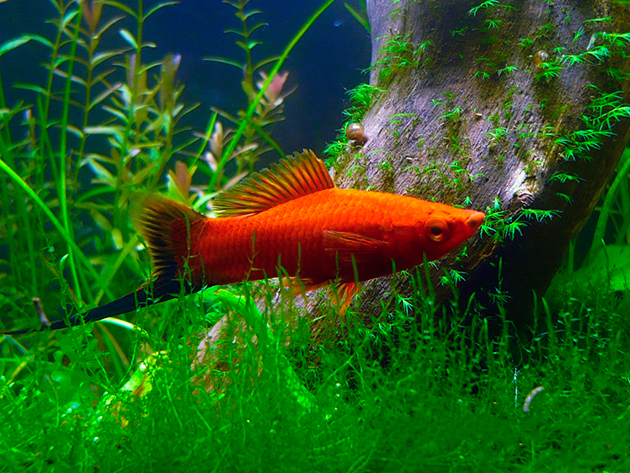 Sword bearers. A selection of fish photos - Swordtail, Aquarium fish, Aquarium, A selection, Longpost, A fish