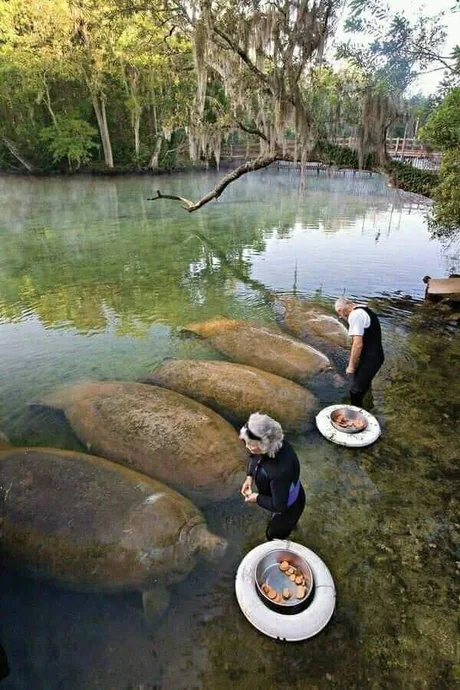 Feeding manatees - Manatee, Feeding, Amazon, Mammals, Animals, Video