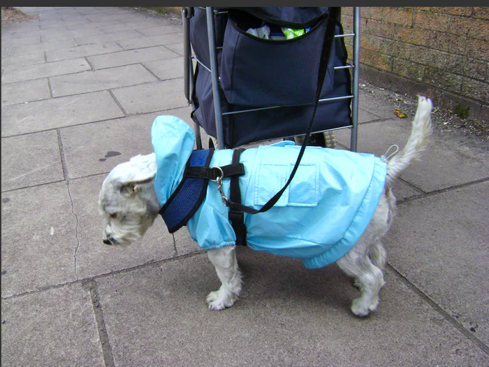 Abidna, right? - My, The photo, Cork, Ireland, Dog