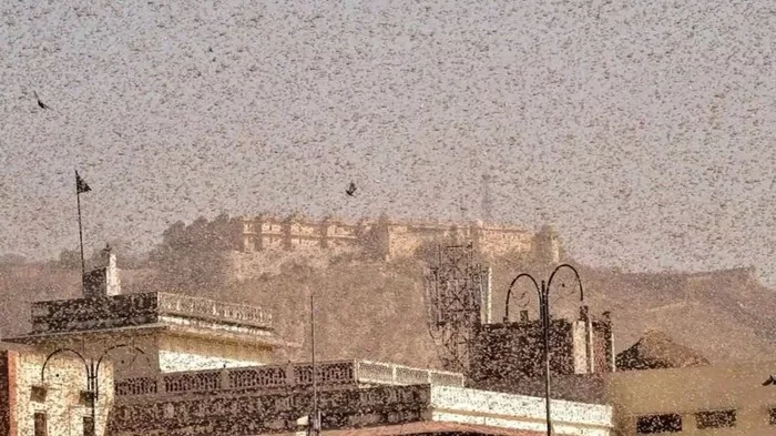 Desert Locust Invasion - Locust, Parasites, Insects, India, Pakistan, Images, Video, Iran, Longpost