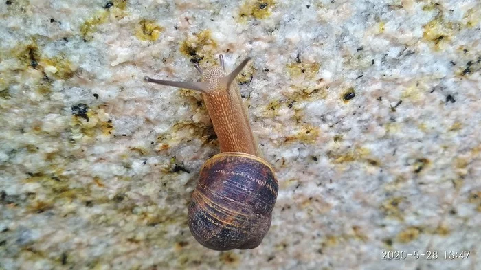 Reply to the post “Barefoot on asphalt” - My, Photo on sneaker, Snail, Reply to post