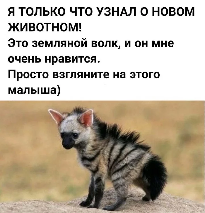 The smallest representative of hyenas - Wolf, Aardwolf, Milota, Children, Animals, Exotic animals, Longpost