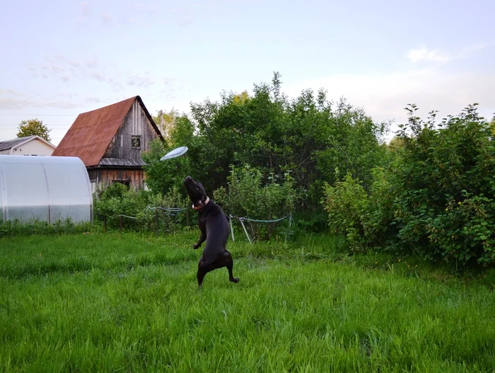 Movement is life - My, Dog, Frisbee, Longpost