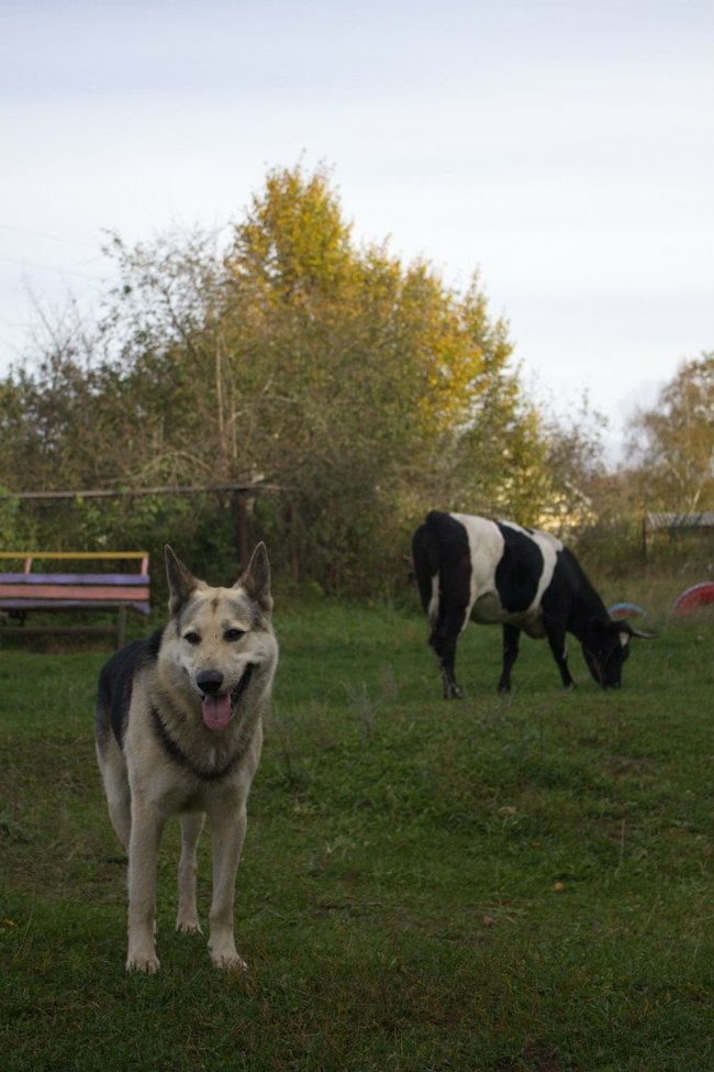 Reply to the post “He taught us to be human” - My, Novaya Ladoga, Dogs and people, sights, Kindness, Video, Reply to post, Longpost, Dog